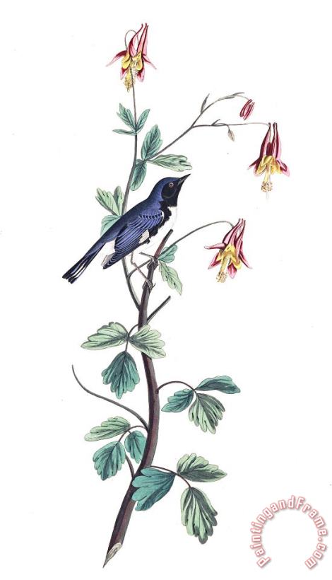 Black Throated Blue Warbler painting - John James Audubon Black Throated Blue Warbler Art Print