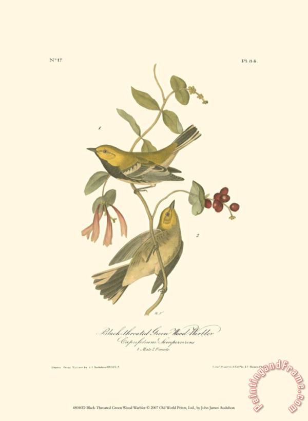 John James Audubon Black Throated Green Wood Warbler Art Print