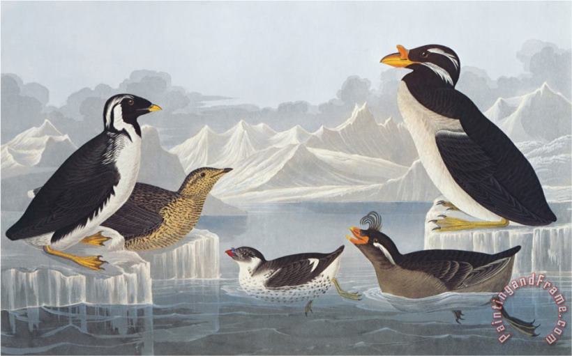 John James Audubon Black Throated Guillemot And Nobbed Billed Auk Art Print