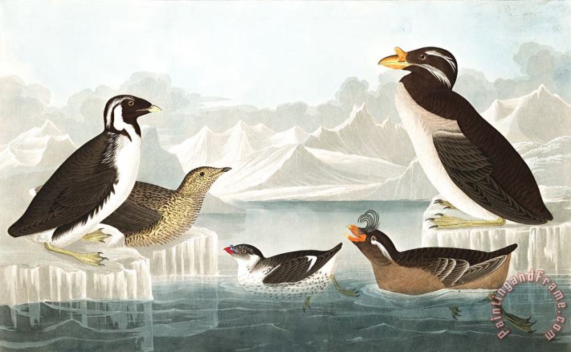 John James Audubon Black Throated Guillemot, Nobbed Billed Auk, Curled Crested Auk, Horned Billed Guillemot Art Painting