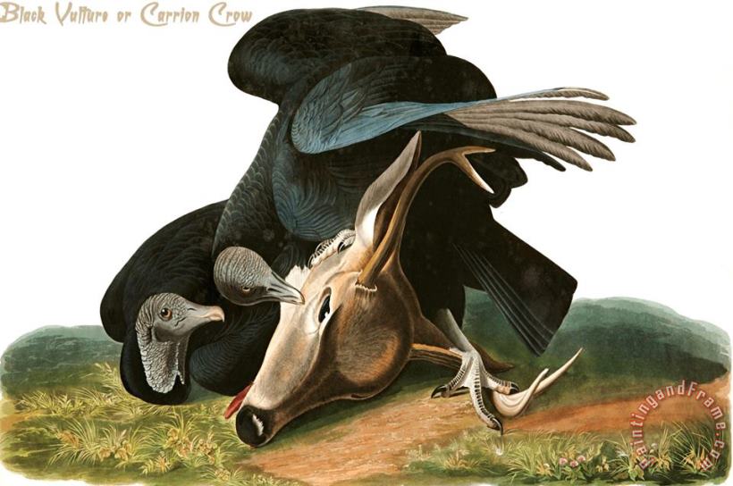 John James Audubon Black Vulture Or Carrion Crow Art Print