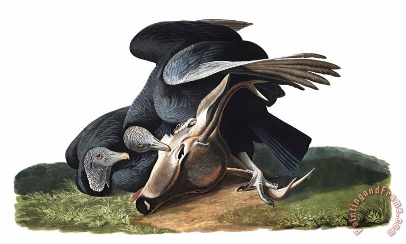 John James Audubon Black Vulture, Or Carrion Crow Art Painting