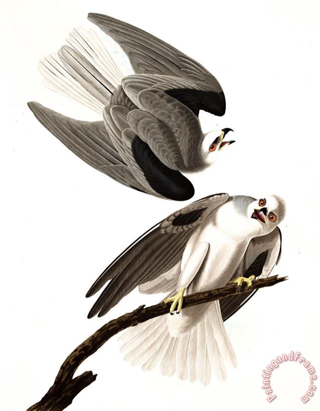 John James Audubon Black Winged Hawk Art Painting