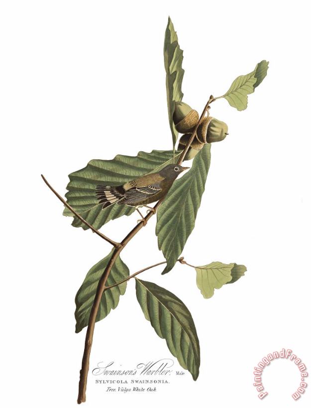 John James Audubon Black & Yellow Warbler Art Painting
