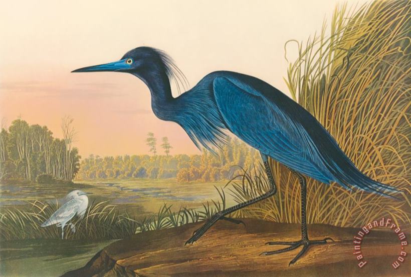 Blue Crane painting - John James Audubon Blue Crane Art Print