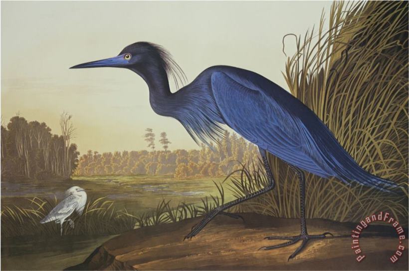 Blue Crane Or Heron painting - John James Audubon Blue Crane Or Heron Art Print