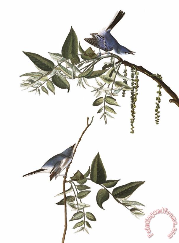 John James Audubon Blue Grey Fly Catcher Art Painting