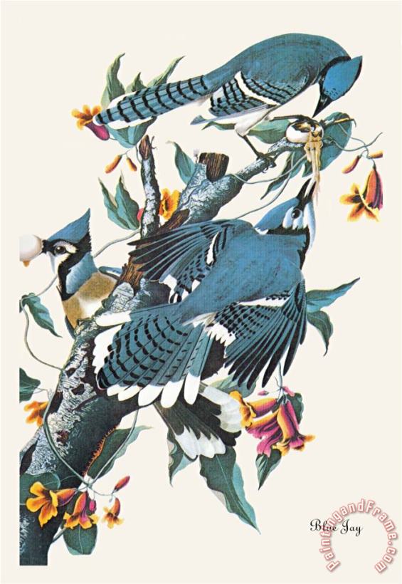 John James Audubon Blue Jay Art Painting