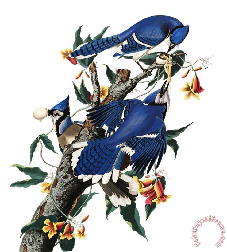 Blue Jay painting - John James Audubon Blue Jay Art Print