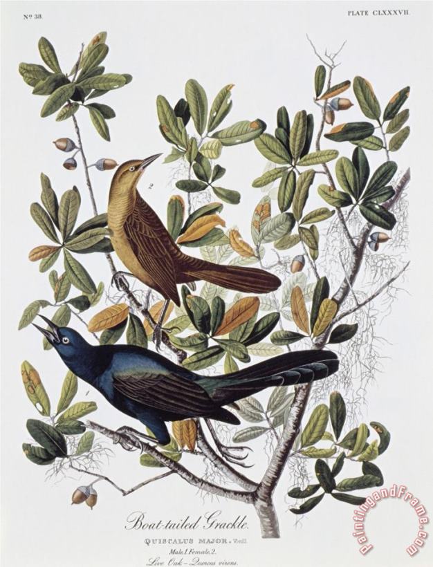 John James Audubon Boat Tailed Grackle Male And Female Art Print