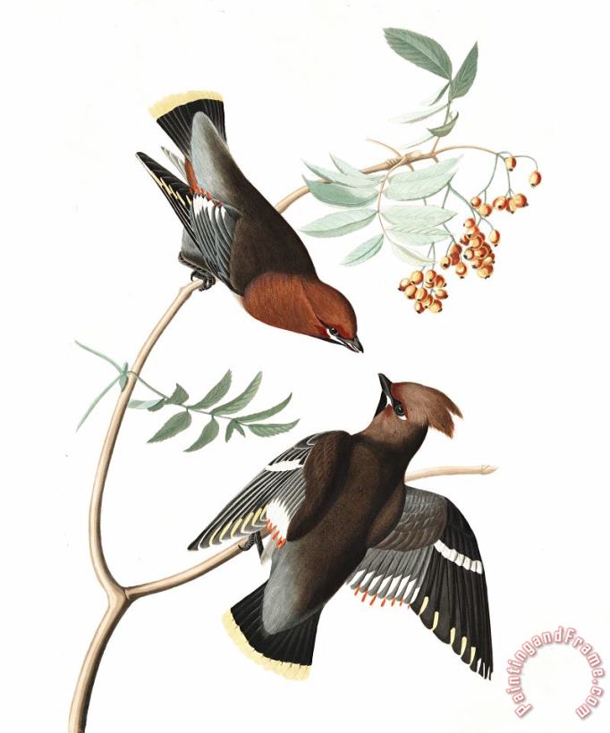 John James Audubon Bohemian Chatterer Art Painting