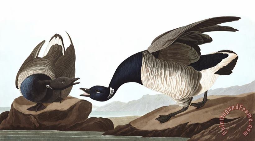 Brant Goose painting - John James Audubon Brant Goose Art Print