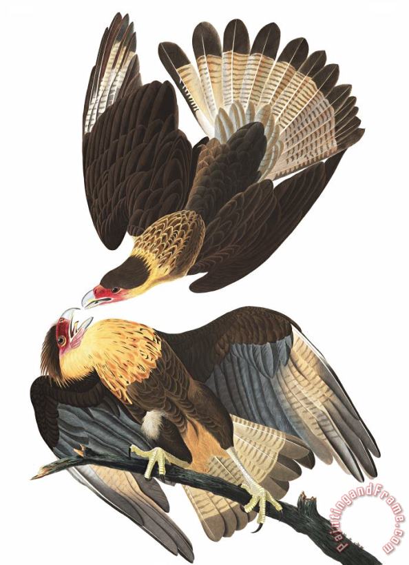 Brasilian Caracara Eagle painting - John James Audubon Brasilian Caracara Eagle Art Print