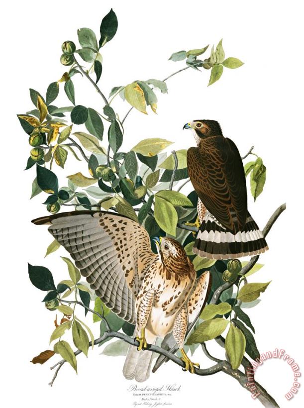 John James Audubon Broad Winged Hawk Art Print