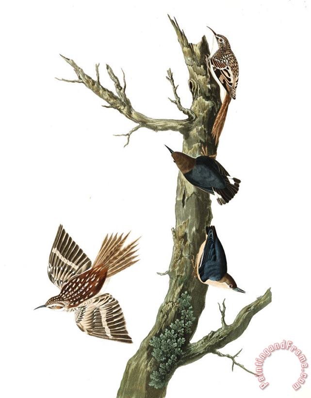 Brown Creeper, Or Californian Nuthatch painting - John James Audubon Brown Creeper, Or Californian Nuthatch Art Print
