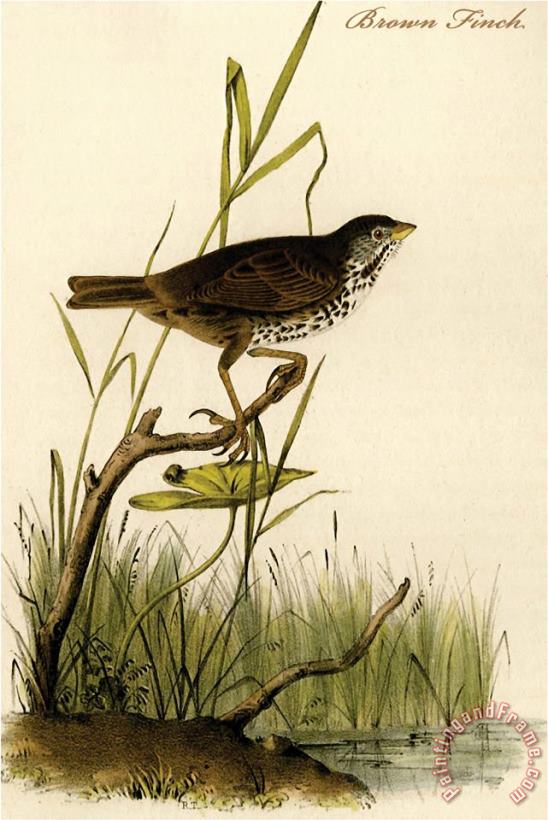 John James Audubon Brown Finch Art Painting