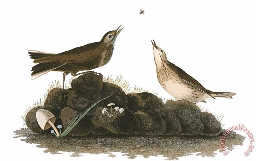 John James Audubon Brown Titlark Art Print