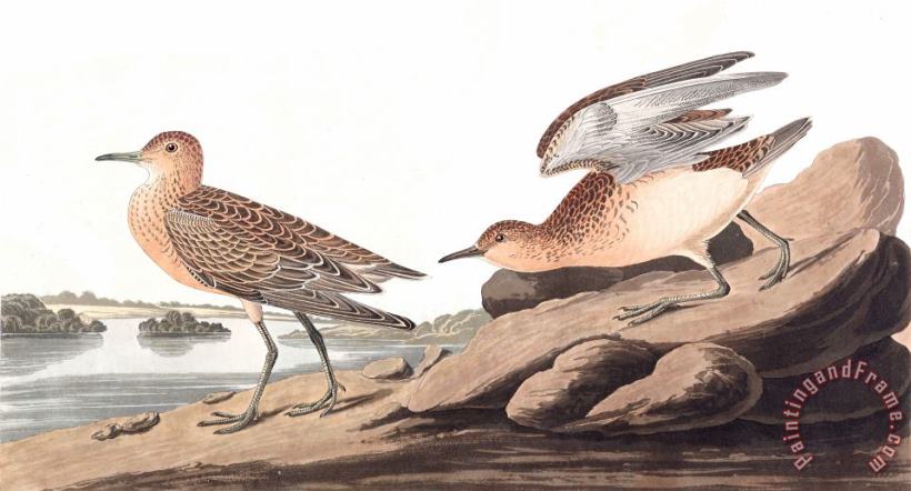 John James Audubon Buff Breasted Sandpiper Art Painting