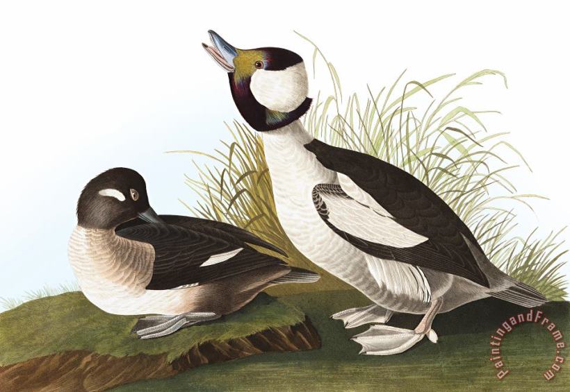 John James Audubon Buffel Headed Duck Art Print