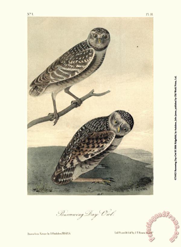 John James Audubon Burrowing Day Owl Art Print