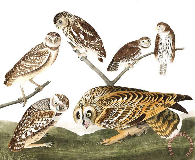 John James Audubon Burrowing Owl, Large Headed Burrowing Owl, Little Night Owl, Columbian Owl, Short Eared Owl Art Print
