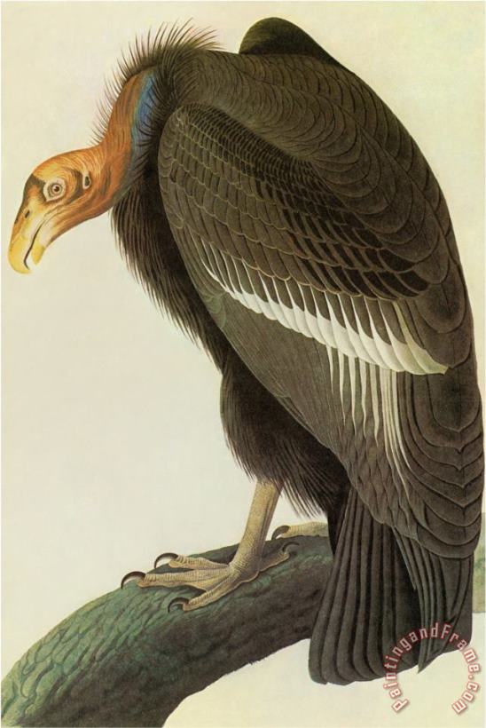 John James Audubon California Condor Art Painting