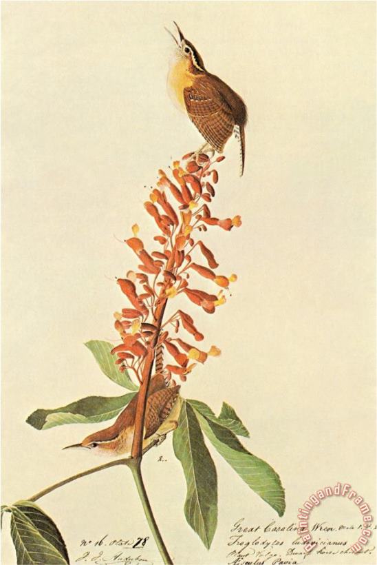 California Wren painting - John James Audubon California Wren Art Print