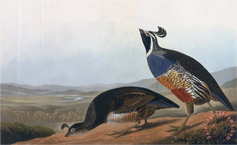 John James Audubon Californian Partridge From Birds of America Engraved by Robert Havell Art Print