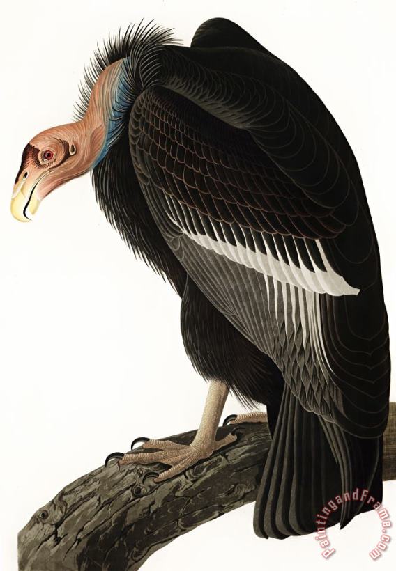 John James Audubon Californian Vulture Art Painting