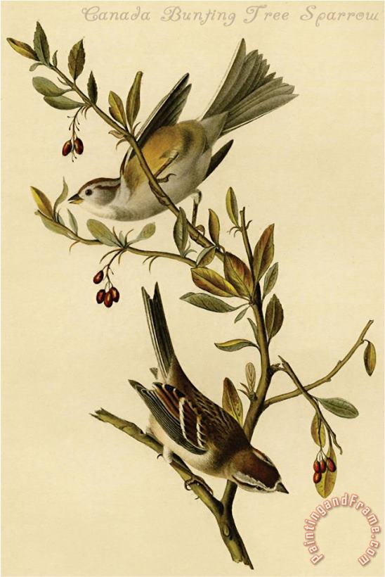 John James Audubon Canada Bunting Tree Sparrow Art Print