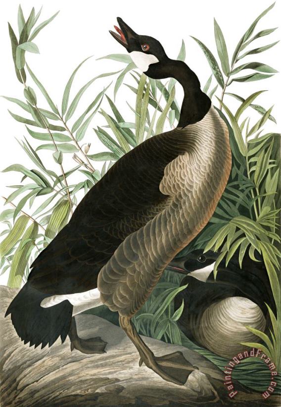 Canada Goose painting - John James Audubon Canada Goose Art Print