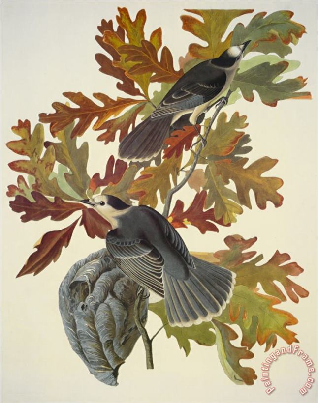 John James Audubon Canada Jay Art Print