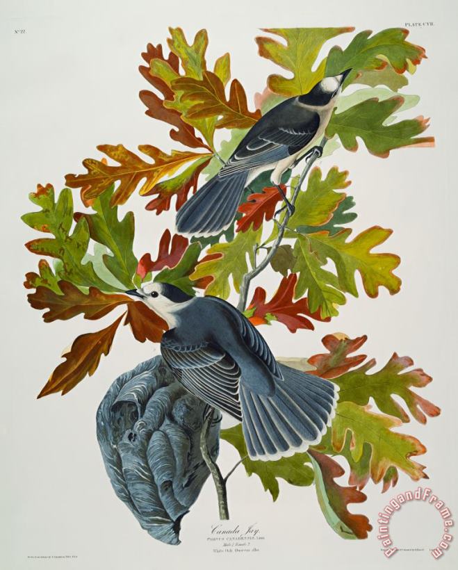 Canada Jay painting - John James Audubon Canada Jay Art Print
