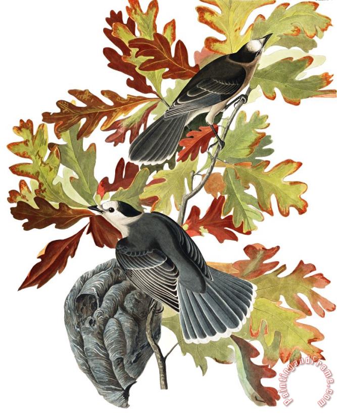 John James Audubon Canada Jay Art Painting