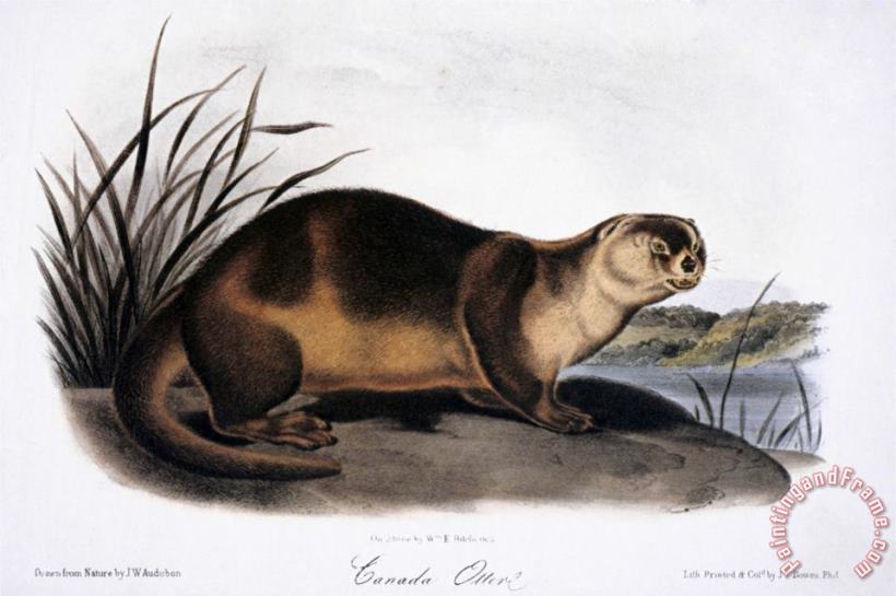 John James Audubon Canada Otter 1846 Art Print