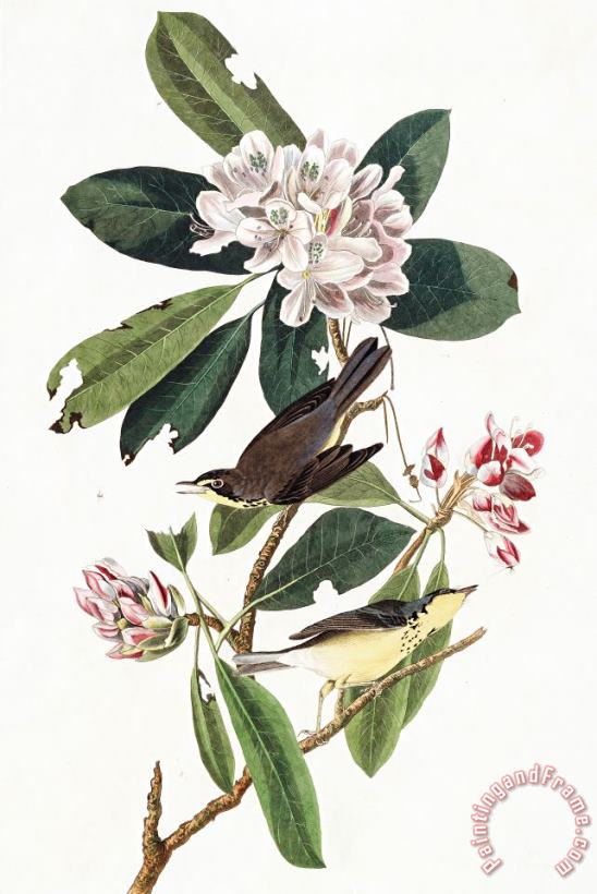 John James Audubon Canada Warbler Art Painting