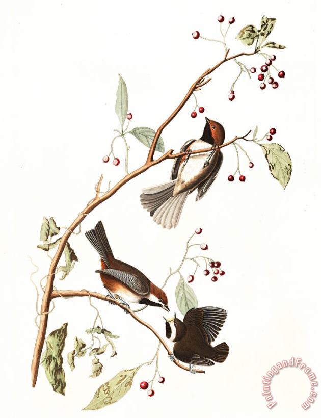 John James Audubon Canadian Titmouse Art Print