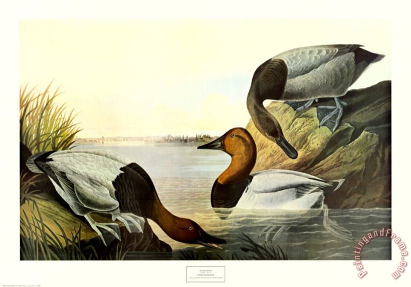 John James Audubon Canvas Backed Duck Art Print