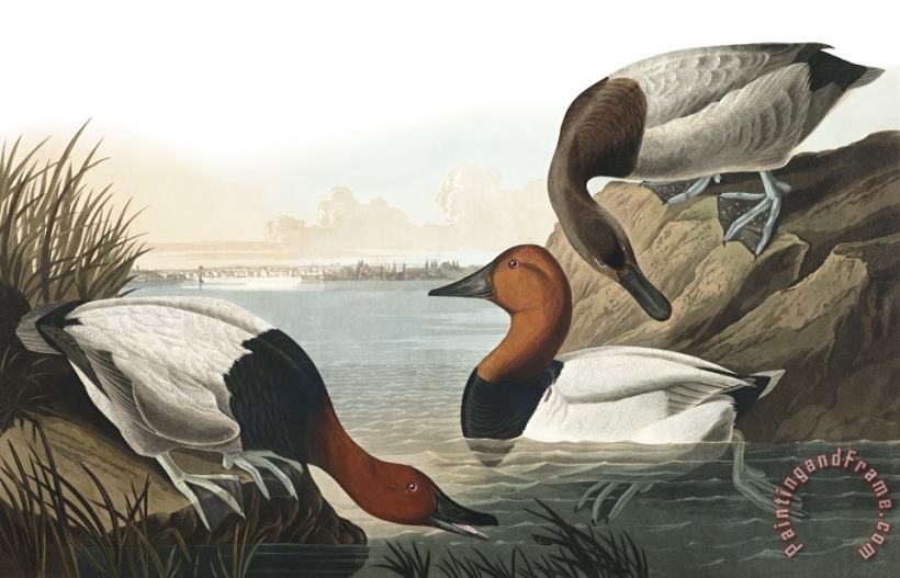 John James Audubon Canvas Backed Duck Art Painting
