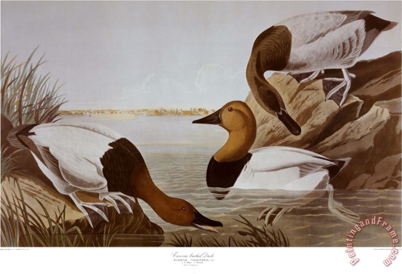 John James Audubon Canvasback Duck Art Painting