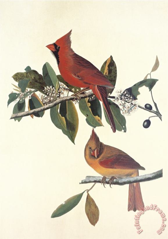 John James Audubon Cardinal Grosbeak Art Painting
