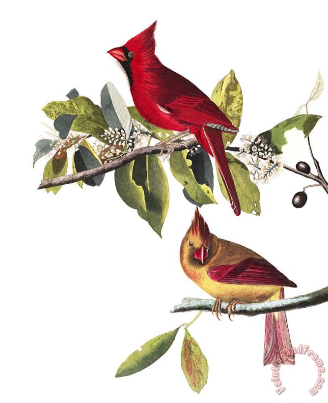 John James Audubon Cardinal Grosbeak Art Painting