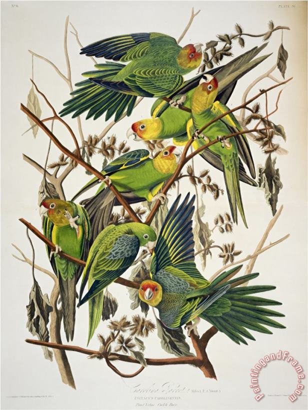 John James Audubon Carolina Parakeet From Birds of America 1829 Art Print