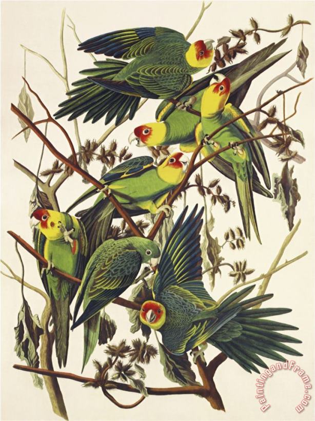 Carolina Parrot painting - John James Audubon Carolina Parrot Art Print