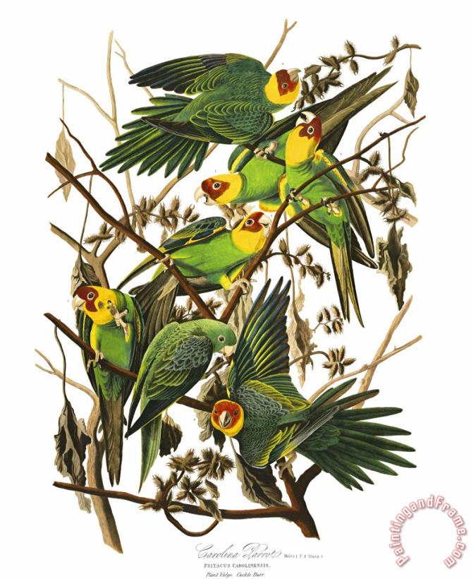 John James Audubon Carolina Parrot Art Painting