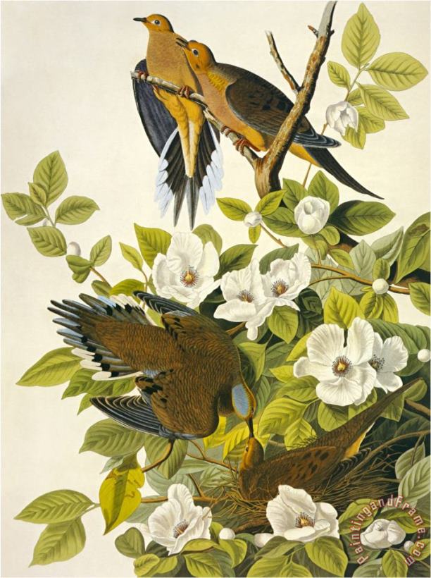 John James Audubon Carolina Turtle Dove Art Painting