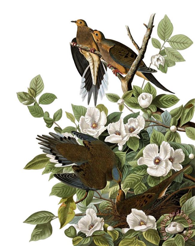 John James Audubon Carolina Turtle Dove Art Painting