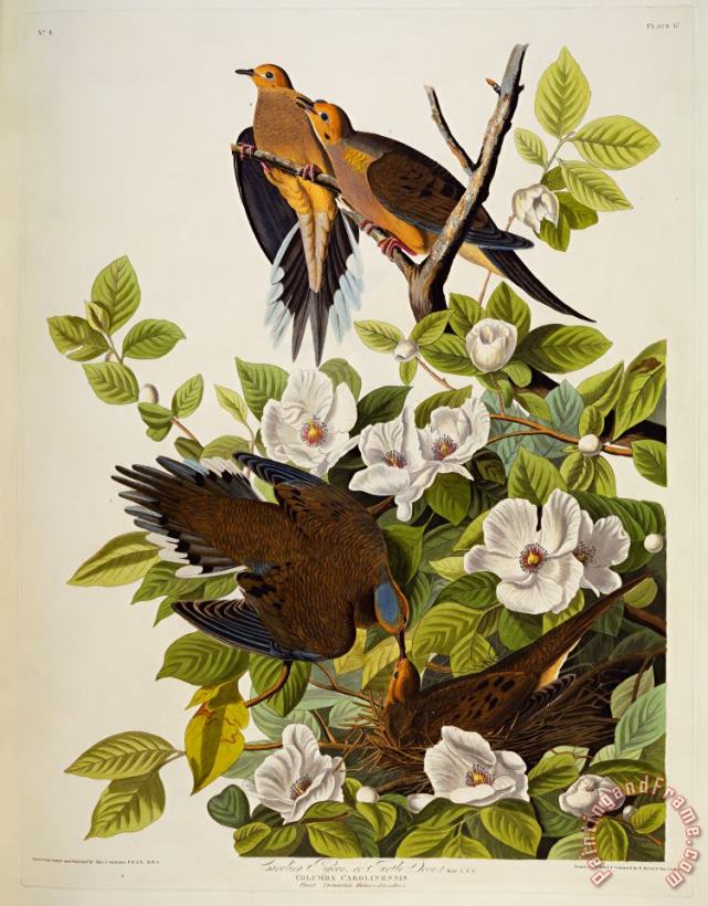John James Audubon Carolina Turtledove Art Painting