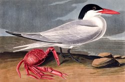 John James Audubon Cayenne Tern