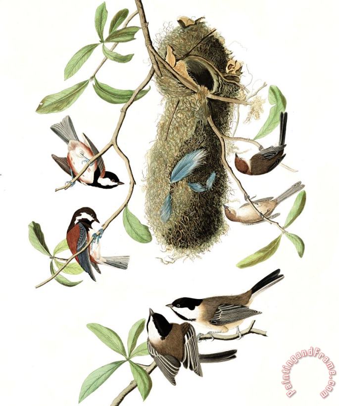 John James Audubon Chesnut Backed Titmouse, Black Capt Titmouse, Chesnut Crowned Titmouse Art Print
